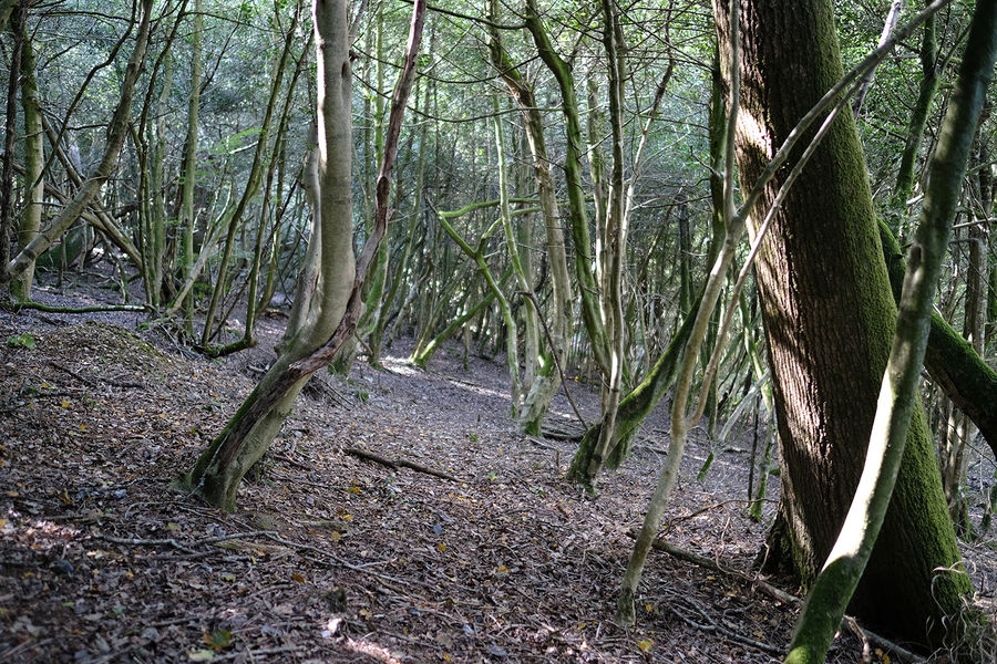 Blackbury Wood, Sidmouth, Devon South West England