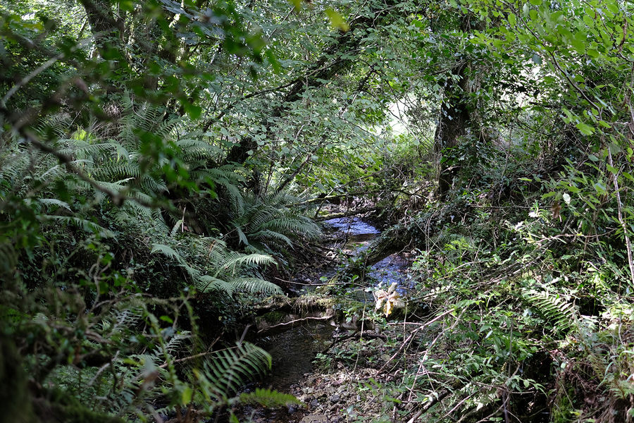 Blackbury Wood, Sidmouth, Devon South West England