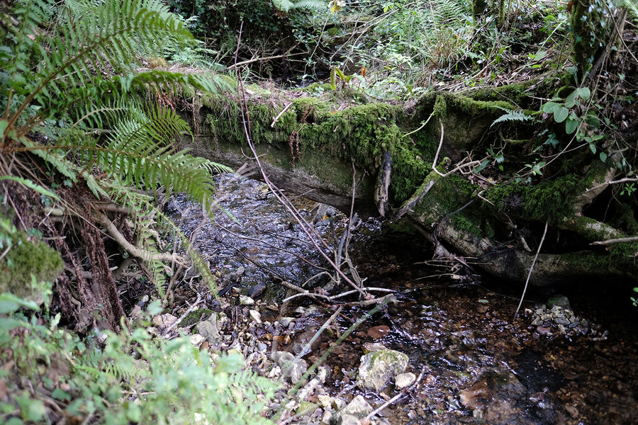 Blackbury Wood, Sidmouth, Devon South West England