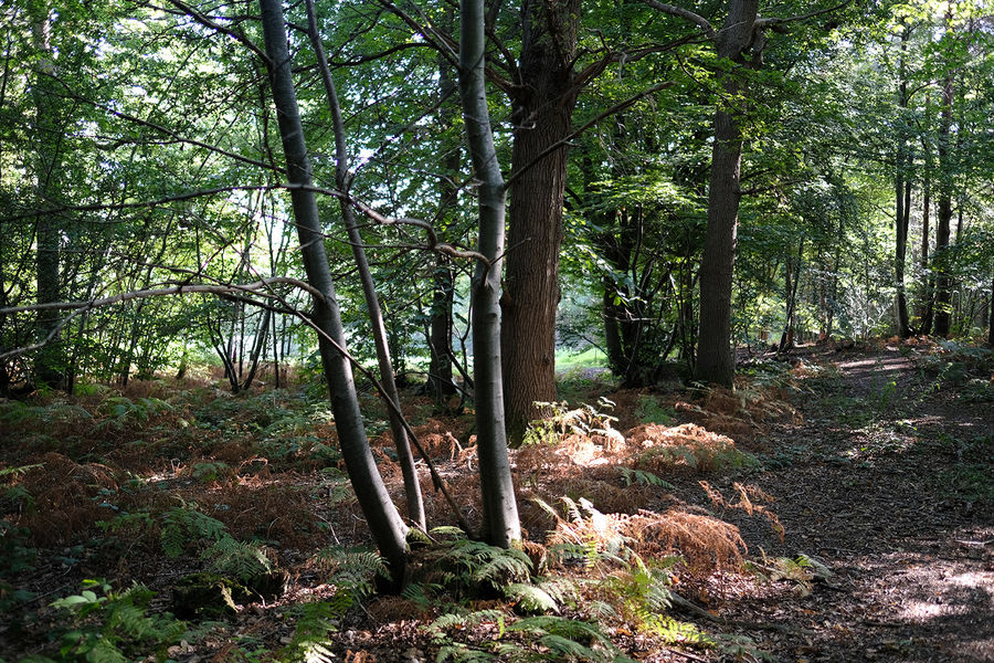 Tap Wood, Sissinghurst, Kent South East England Forests.co.uk