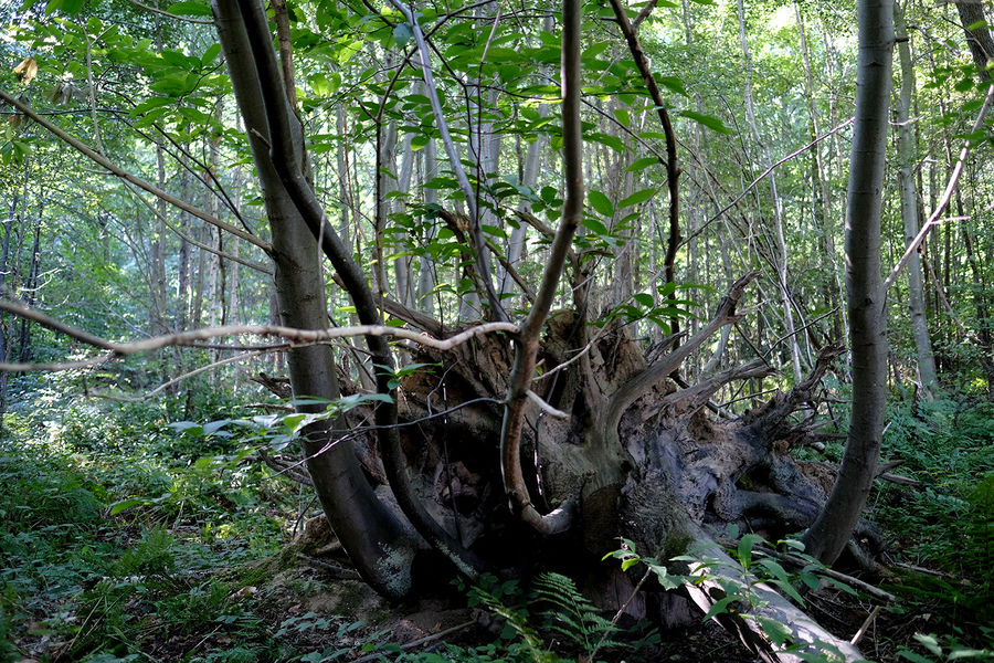 Tap Wood, Sissinghurst, Kent South East England Forests.co.uk