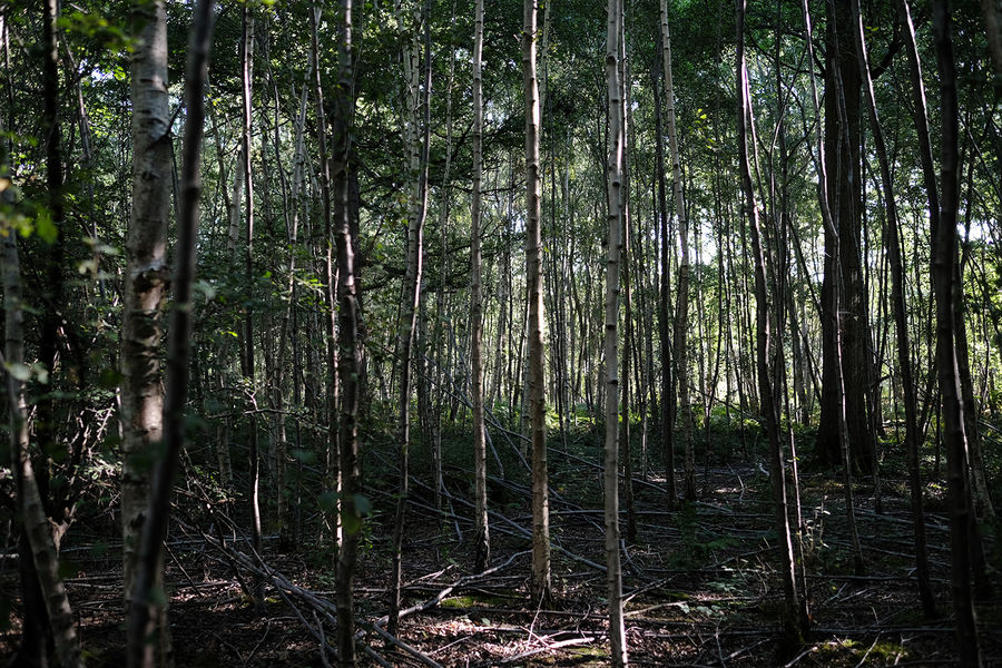 Tap Wood, Sissinghurst, Kent South East England Forests.co.uk