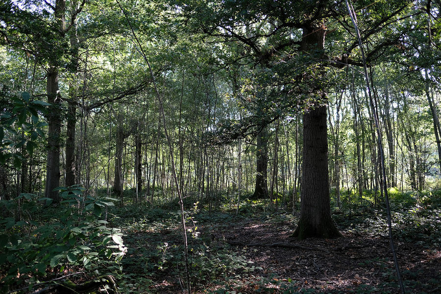 Tap Wood, Sissinghurst, Kent South East England Forests.co.uk