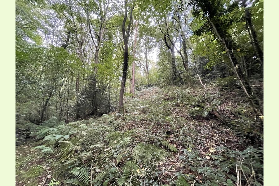 Whitford Wood, Flintshire, Whitford, Holywell, Flintshire Wales and