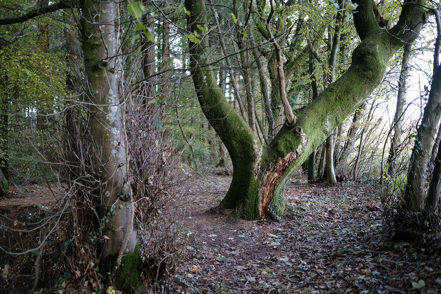 Corry Wood, Kilmington, Devon | South West England | Forests.co.uk