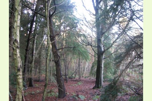 wood forests enlarge click wirral