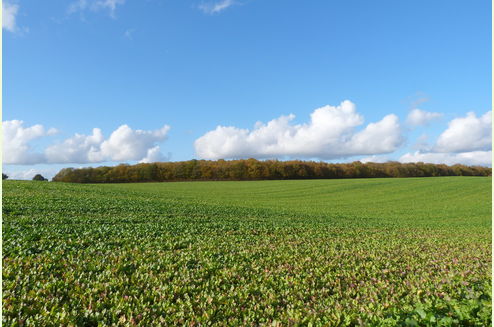 Kings Wood, Warsop, Newark and Sherwood, Notts | Northern England