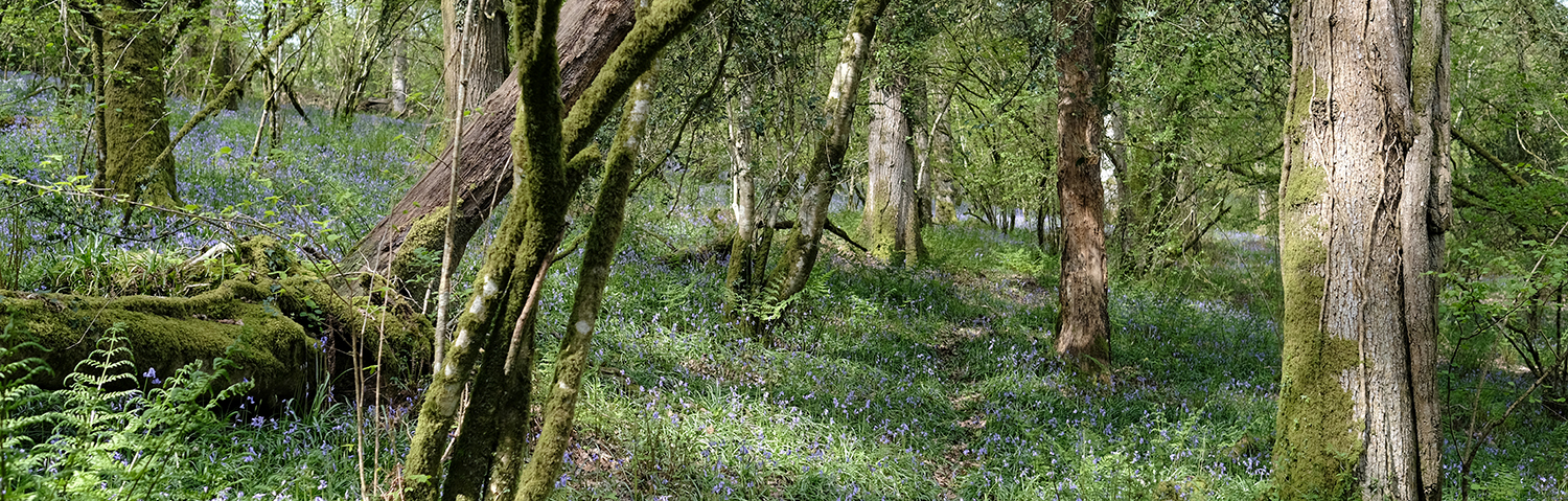  Woodlands for sale in the UK